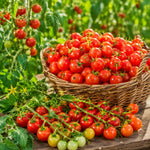 2PPP Cherry Tomato Plants Live, Garden Vegetable Plant, 5-8'' Tall