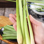 2 Rooted Lemongrass Stalks Plants for Planting 4 Inches Planting Indoor Outdoor Ornaments Perennial Garden Simple to Grow Pot
