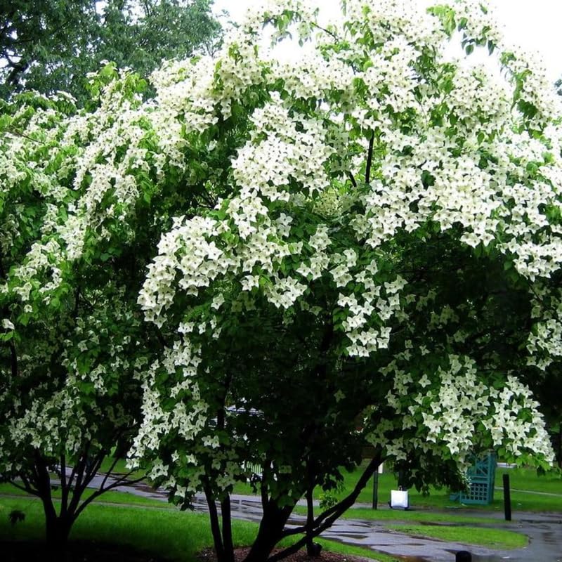 12-18" Kousa Dogwood Trees Live Plants in Quart Pot for Planting Outdoors, White Flowering Dogwood Tree Shrub Bush Plant for Growing Outside