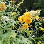 2 Butterfly Bush Live Plants, Yellow Buddleia Shrubs, 5–9 Inch Tall, Fragrant Flowering Shrubs, No Pot