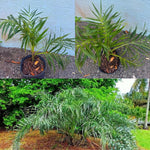 Palm Tree Live Plant, Fully Rooted in 3 Gallon Pot, Rare Tropical Plant Live for Indoor or Outdoor Growing, Seashore