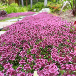 100+ Creeping Thyme Seeds, Pink Creeping Thyme Seeds Ground Cover for Landscaping, Vibrant Blooms Garden Seed