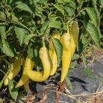 2PPP Yellow Banana Pepper Plants Live, Pepper Plants, 4-7'' Tall