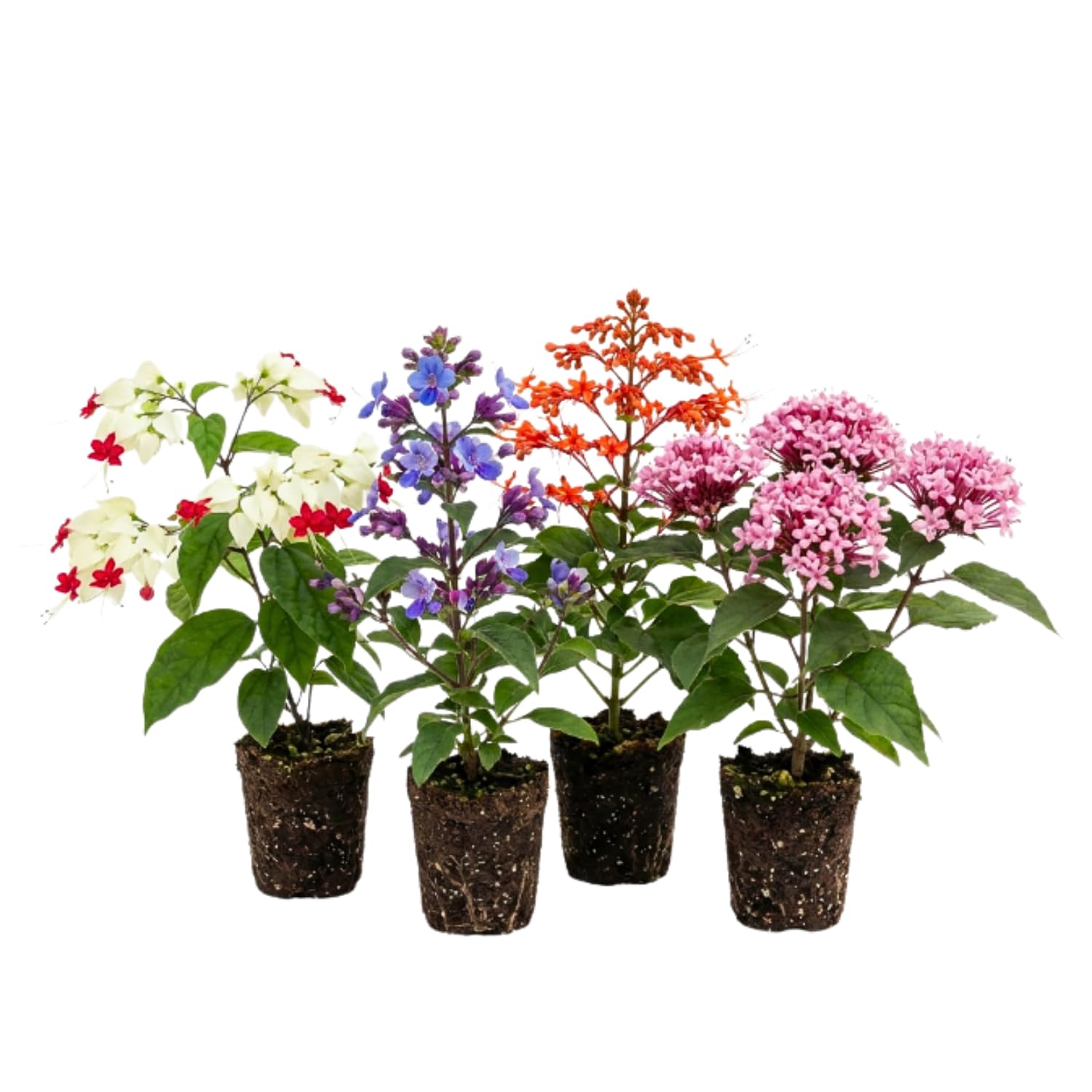 2 Clerodendrum Flowering Plants Live, Chains of Glory Vine Light Bulbs Plant 4-8 Inches for Growing Indoor Outdoor (Random Clerodendrum)