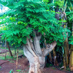 3 Months Old Moringa Oleifera Tree Live Plant, Moringa Plant Potted, Well-Rooted Drumstick Trees Ready to Grow Outdoor