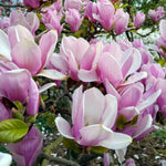 2 Magnolia Tree Cuttings, Hardy Fragrant Magnolia Flowering Tree, Well Rooted Cuttings 8–12 Inches for Outdoor Garden (Saucer Magnolia Cuttings)