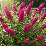 Raspberry Buddleia Butterfly Bush Plant Live, 5-9" in Tall, No Pot, Perennial Bushes Ready to Plant in Spring Outdoor Gardening, Dormant in Winter