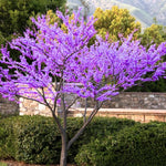 Eastern Redbud Tree Live Plant in Quart Pot, 6-12 Inch Tall Ornamental Redbud Tree for Outdoor Planting