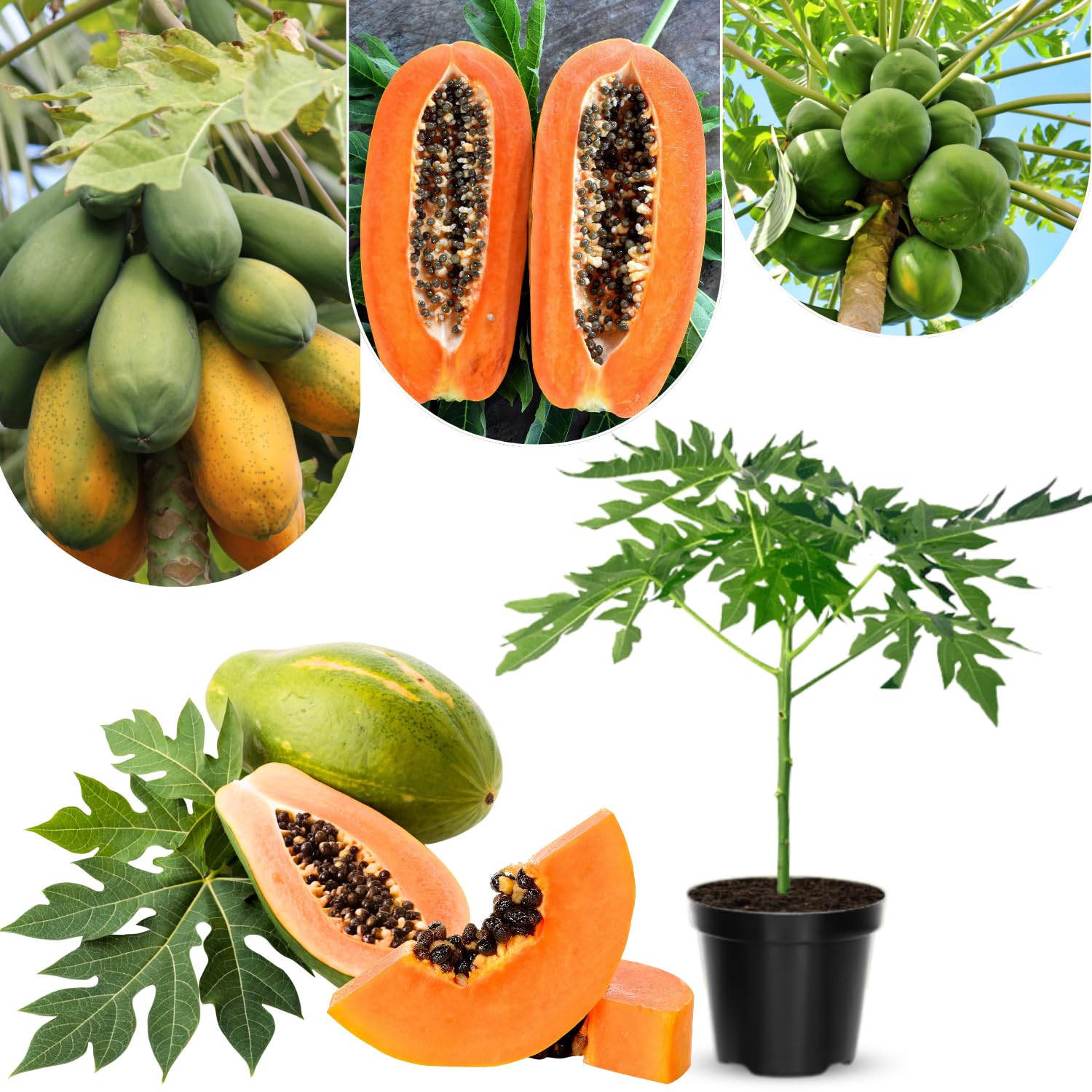 Sweet Papaya Tree Live Plant, Tropical Fruit Papaya Plant, Well Rooted 5-10 Inches Tall in 4 Inch Pot