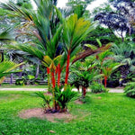 Live Palm Tree Plant in 3 Gallon Pot, No CA, Large Fully Rooted Size, Ready to Plant for Home Décor Indoor Outdoor Landscape, Rare Palm Trees, Red Crownshaft Palm