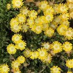 Delosperma Ice Plant Live in 4'' Pot, Hardy, Low-Maintenance Flowering Succulent Groundcover for Outdoor Gardens and Containers (Mixed Ice Plant)