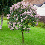 Kim Lilac Tree Live Plant for Outdoor Spring Planting, 1 Year Old Tree 6-12" Tall in Quart Pot, Purple Lilac Trees