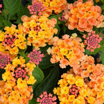 2 Lantana Plants Live for Planting Outdoor, 5-9" Lantana Trees Live Plants for Trailing, Fences Perennial Growing (Orange)