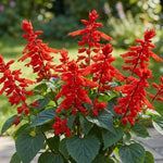 3 Bright Red Salvia Sage Plants 4–7" Tall, Perennial Live Flowering Garden Plants for Outdoor Growing, Vibrant Salvia Plant Starter