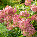 Dormant Hydrangea Live Plant Bush Shrub for Planting, 5 to 9" Hydrangea Tree Plant for Outdoor Planting, Change Color Flower Blooms (Pink to Red White)