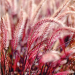 2 Clumps 5-9" Fountain Grass Live Plant for Spring Planting, Ornamental Grass, Perennial Grasses Fast-Growing, Vibrant Color (Purple)