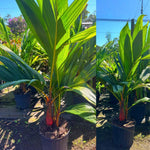 Palm Tree Live Plant, Fully Rooted in 3 Gallon Pot, Rare Tropical Plant Live for Indoor or Outdoor Growing, Orange