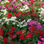 2 Mixed Geranium Plants Live, Vibrant Blooms, Hardy Perennial Geranium Flowers 4-8 Inches, Indoor Outdoor Planting