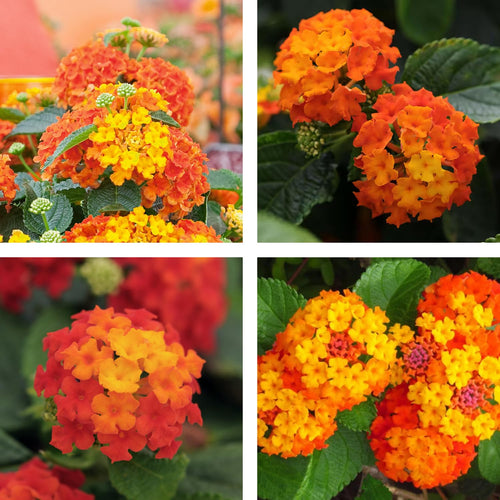 2 Lantana Plants Live for Planting Outdoor, 5-9" Lantana Trees Live Plants for Trailing, Fences Perennial Growing (Orange)