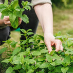 Set of 3 Mixed Mint Plants Live, Easy Grow Indoor Outdoor Herb Plants, Well Rooted Cold Hardy Herbs
