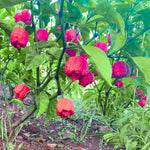 Pack 4 Red Carolina Reaper Pepper Plants Live, 75 Days Old Pepper for Planting, Super Hot Pepper Live Plants for Growing, 5 to 9" Tall Fast Growing