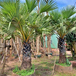 Live Palm Tree Plant in 3 Gallon Pot, No CA, Large Fully Rooted Size, Ready to Plant for Home Décor Indoor Outdoor Landscape, Rare Palm Trees, Sugar Palm