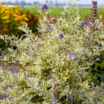 Pack 2 Butterfly Bushes Live Plant, Fragrant Buddleia Bush Shrub, 4 to 9 Inch Tall (Variegated Foliage)