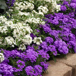 4 Purple Verbena Plants Live, 4-8” Tall, Hardy Perennial Groundcover, Long Blooming Purple Flower Plants for Outdoor Garden