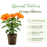 Orange Hibiscus Plant for Outdoor Planting, Hardy Hibiscus Flowers Colorful Blooms, Hibiscus Plant for Grow, 5-7'' Tall