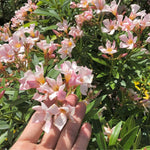 Dwarf Salmon Oleander Plant Live, Oleander Live Plant, 5 to 7 Inches Tall, Flowering Ornamental Shrub, Easy Care Outdoor Plant