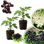 2 Black Elderberry Trees Live Plants, Backyard Berry Plant, 10-12 Inch Tall