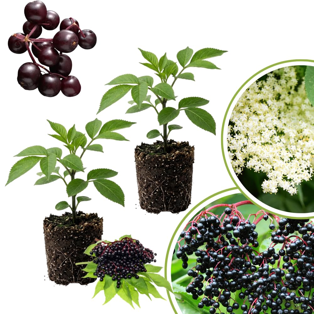 2 Black Elderberry Trees Live Plants, Backyard Berry Plant, 10-12 Inch Tall