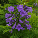 Jacaranda Tree for Planting, Purple Blue Flowering Jacaranda Tree Live Plant, 6-10'' Tall, Gardens and Landscapes Growing