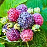 Cold Hardy Raspberry Plants Live for Planting, 6-8 Months Old Raspberry Bushes Live Plant, 5-9" Ready to Plant, Dormant in Winter, Glencoe Variety