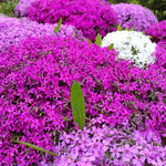 Creeping Phlox Live Plant, 4-7 Inch Tall Ground Cover Perennial for Outdoor Landscaping