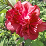2 Althea Rose of Sharon Hibiscus Shrubs Live Seedlings, Bareroots 1 to 2 Feet Tall, Hardy Perennial Flowering Bushes for Garden (Red)