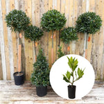 Bay Leaf Trees Live Plants, Laurus Nobilis Trees Live Plants, Sweet Bay Plant Live, Fragrant Bayleaf Tree, Laurel Bay Leaves Bare Root, 5-9" Well-Rooted Plant Live