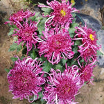 Chrysanthemum Plants Live 4 to 7 Inch Tall, Mums Live Plants, Vibrant Perennial Mum Plant for Planting in Garden (Dark Purple)