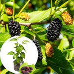 Illinois Mulberry Tree Live Plant for Planting 5 to 8 Inch Tall, Everbearing Mulberry Bush Live Plant, Black Mulberry Plant Live, Mulberries Fruit