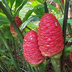 Set 2 Shampoo Ginger Rhizome Plant, Awapuhi Ginger 3–5 Inches Tall for Outdoor Growing