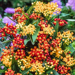 4 Mix Milkweed Plants Live 4-9 Inc Tall, Tropical Milkweed Plants Well Rooted, Outdoor Growing
