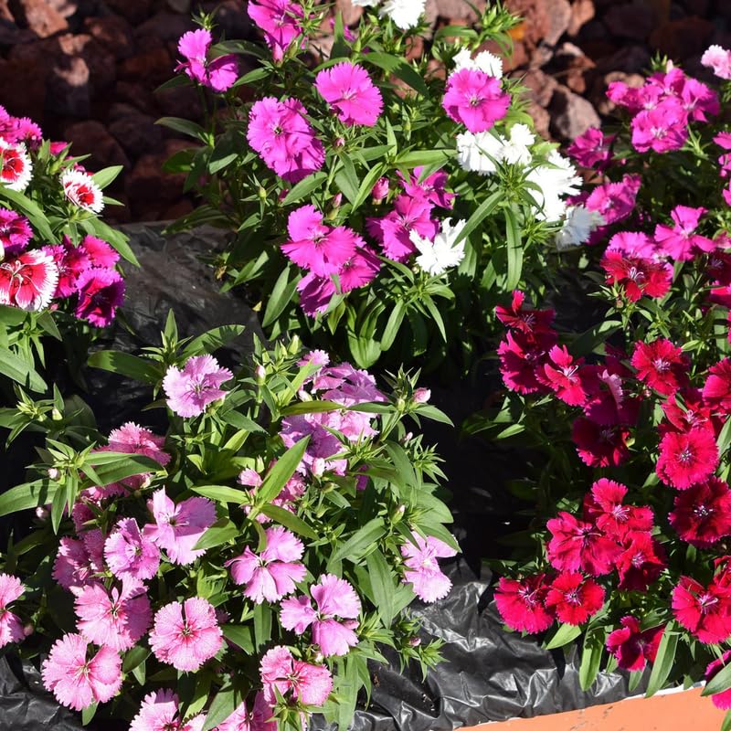 Set 4 Mixed Colors Dianthus Perennial Plants Live, Dianthus Live Plants for Outside Planting, Pink White Red Dianthus Color, Dianthus Flower Plant Live, Zones 3 to 9