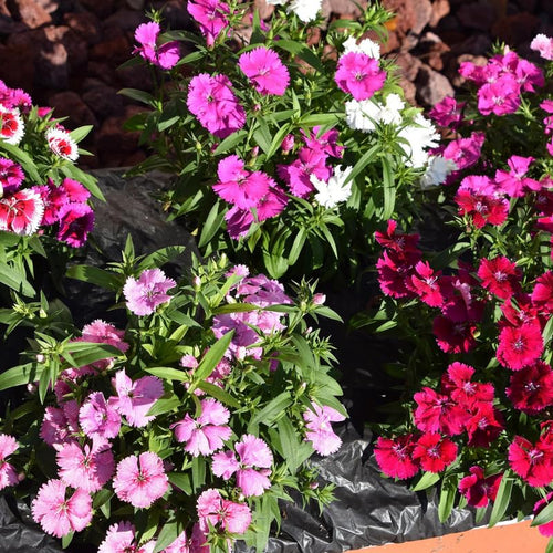 Set 4 Mixed Colors Dianthus Perennial Plants Live, Dianthus Live Plants for Outside Planting, Pink White Red Dianthus Color, Dianthus Flower Plant Live, Zones 3 to 9