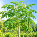 Moringa Oleifera Plant, Moringa Tree Live in Pot, 4-8 Inches Tall