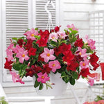2 Random Mandevilla Plants Live 4–7" Tall, Live Mandevilla Flowering Tropical Vines for Patio, Containers and Backyard Landscaping