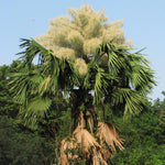 Live Palm Tree Plant in 3 Gallon Pot, No CA, Large Fully Rooted Size, Ready to Plant for Home Décor Indoor Outdoor Landscape, Rare Palm Trees, Umbraculifera Palm