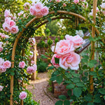 Roses Live Plant, Climbing Rose Plant Live from 5'' Tall, Bush Shrub Plants, Fragrant Flower Garden (Pink New Dawn)
