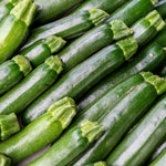 Green Zucchini Live Plant, Zucchini Vegetable Vine Plant, 4-7" Tall in Pot