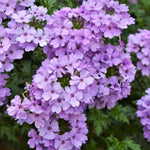 Set 2 Verbena Live Plants, Perennial Verbena Flowers, Long-Lasting, Hardy Flowering Plant for Planting (Light Purple)