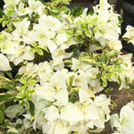 2 Bougainvillea Live Plants, Tropical Bougainvillea Flowering Vine, Fast Growing Outdoor and Container Plant, 4-8'' Tall (Variegated White)